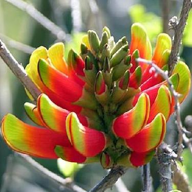 Erithrina acanthocarpa